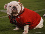 Uga BULLDOG