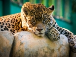 lazy leopard on a rock