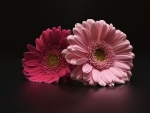 Pink Gerbera