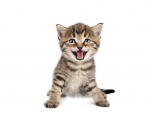 Laughing kitten