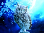 Moonlight Owl!