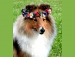 Spring collie for Elaine