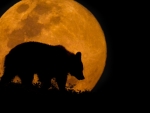 Super Moon And Bear