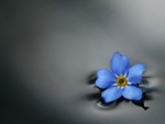 Forget me Not