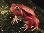 Rare Tomato Frog (Madagascar)