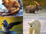 Canadian animals