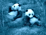 Cute Pandas