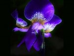 Iris for Di