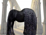 MAGNIFICENT MANE