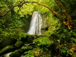 Forest waterfall