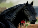 Stallion and rose