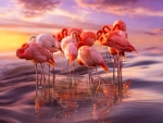 Flamingo Siesta