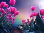 Pink Tulips in The Moonshine