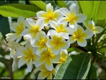 Plumeria~for my sweet Emma  