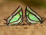 Emerald beauties