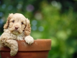 puppy in the pot