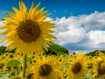 Field of Sunflowers