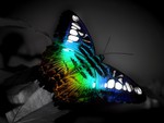 Rainbow Butterfly