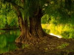 Tranquil pond