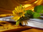 Sunflower book