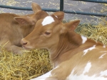 Great Lakes Fair Cow: Close Up