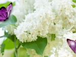 White Lilacs and Purple Butterflies