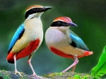 Colorful pair