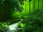 Through the green forest