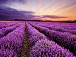 Lavender sunrise