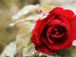 Beautiful Red Rose