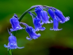 Wild bluebells