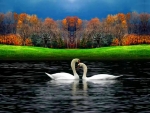 Swans on the lake