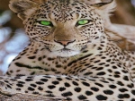 Leopard eyes