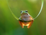 Swinging frog