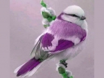 Pretty bird