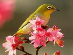 Finch and blossoms