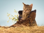 Kitten in A Shoe