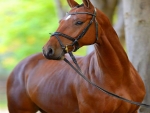 Brown beauty