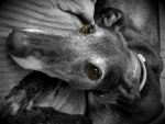 Jet, our other retired Greyhound