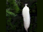 Peacock in white