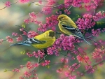 Pretty little finches