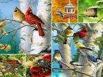 Collage of birds