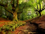 Forest in early autumn