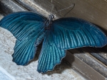 Blue Butterfly