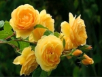 Sunny roses