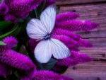 Beautiful blue