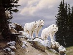 White wolfs