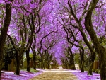 Jacaranda