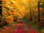 Autumn forest