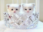 Kittens n crystal